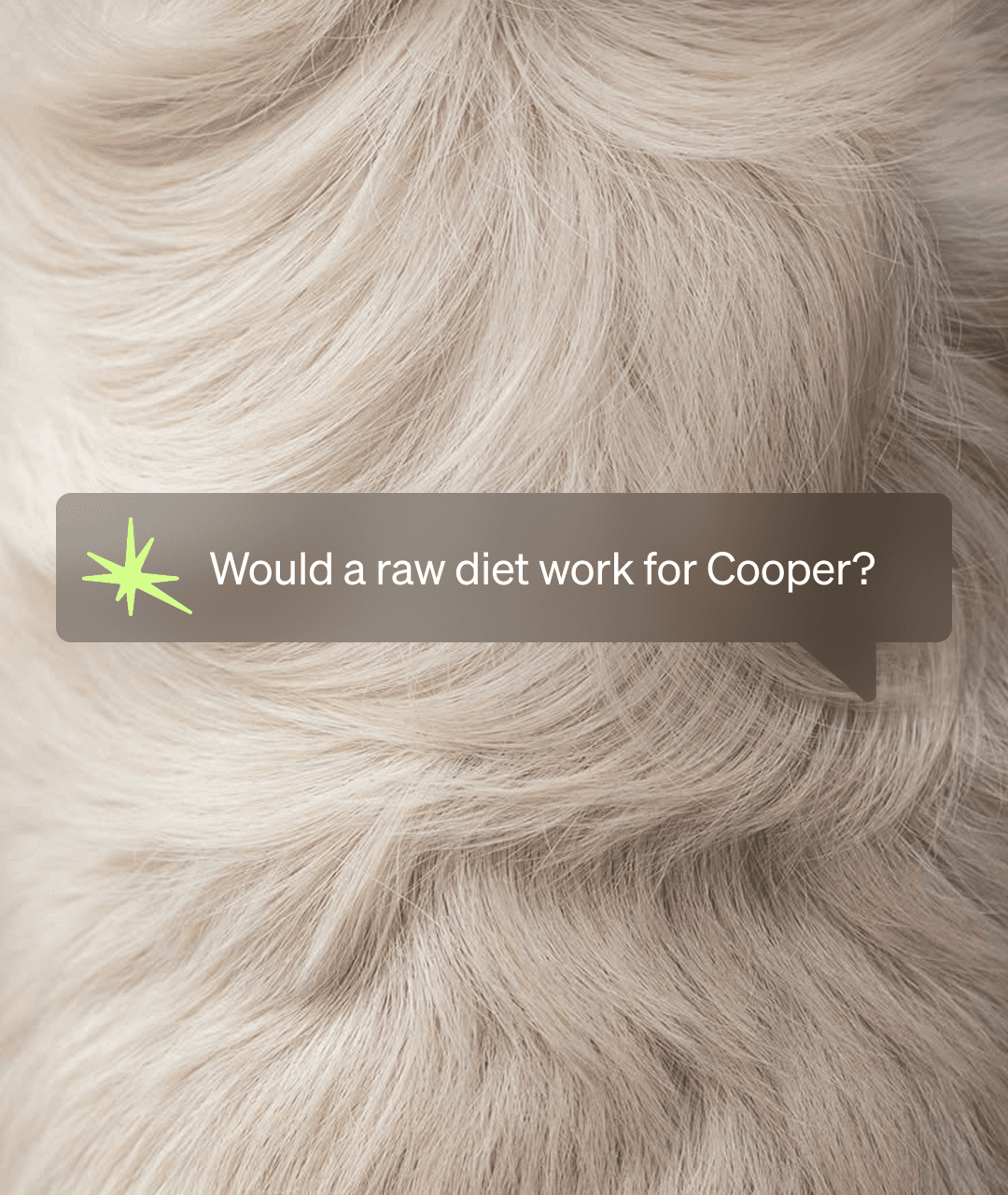 A chat bubble over a close-up of cream dog fur asks: Would a raw diet work for Cooper?