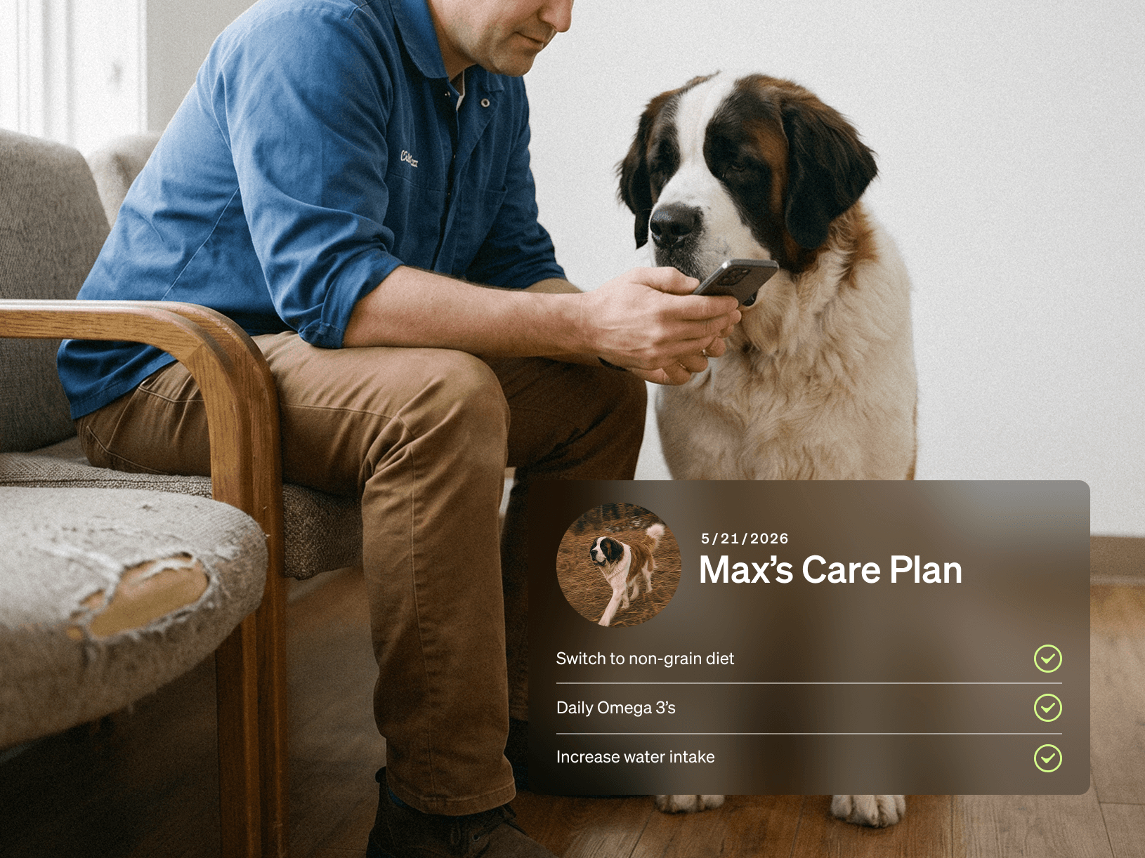 A dog parent reviews Max’s care plan on his phone beside a St. Bernard — switch to a non-grain diet, daily omega-3s, increase water intake.