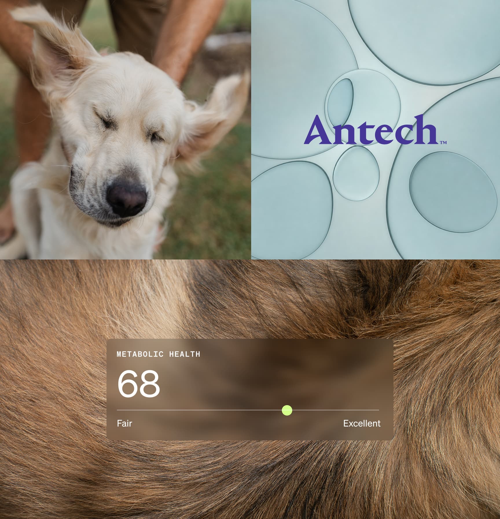 Wonderdog's lab partner Antech — diagnostic imagery composite